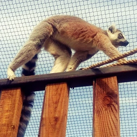 zoos en gironde