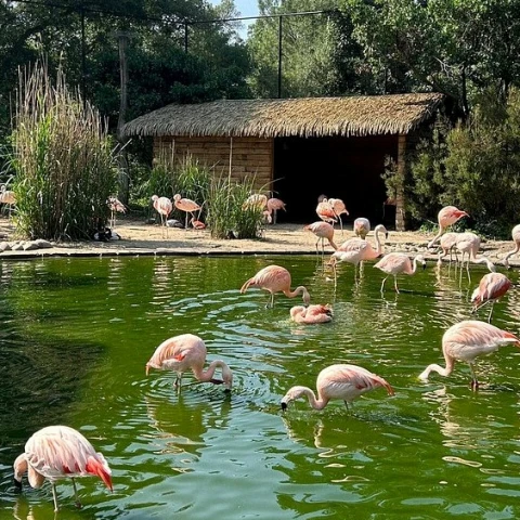 Zoos Landes
