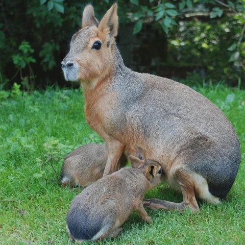 zoos dans les pyrénées-atlantiques