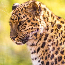 Zoos du sud-ouest