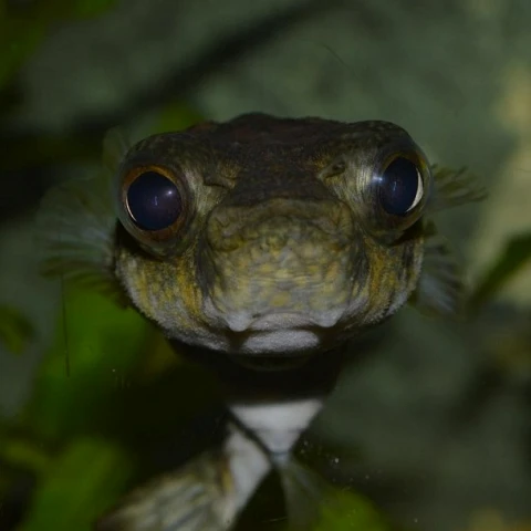 Aquariums en Dordogne