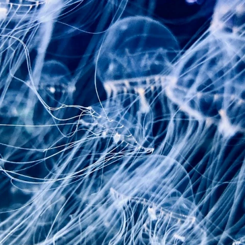 Aquariums dans les Pyrénées-Atlantiques