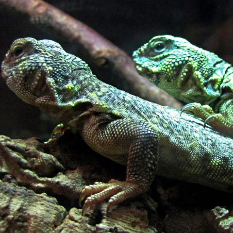 Vivariums en Dordogne