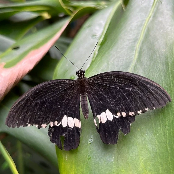 Insectariums Landes
