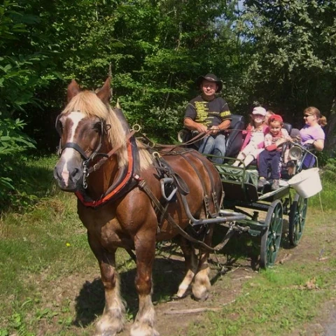 Balades en calèche Dordogne