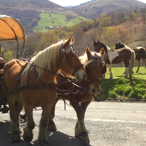 Balades en calèche Pyrénées-Atlantiques