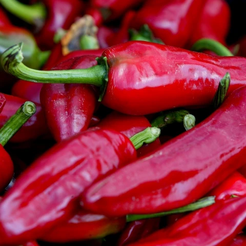 Dégustation piments d&#039;Espelette