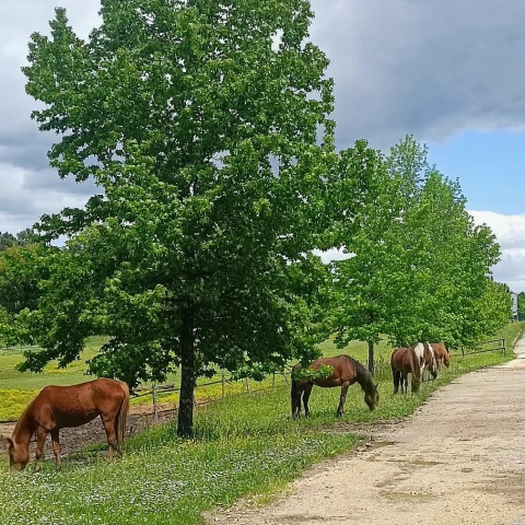 Fermes équestres Dordogne