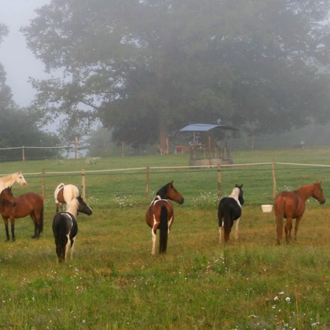 fermes équestres Gironde