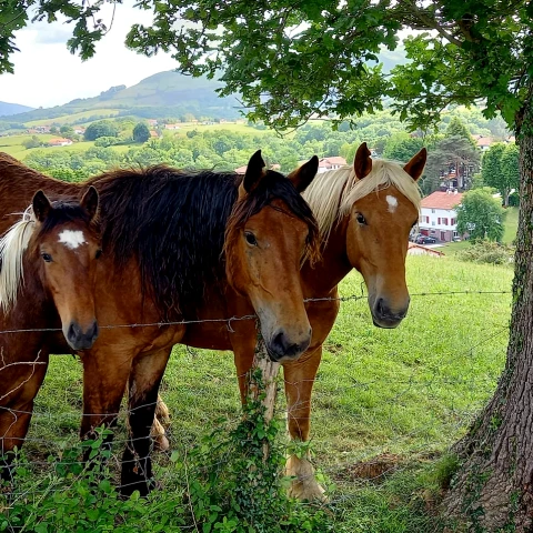 Fermes équestres Pyrénées-Atlantiques
