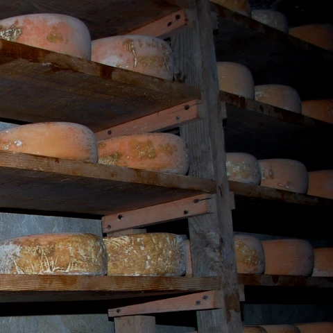 Dégustation de fromages Pyrénées-Atlantiques