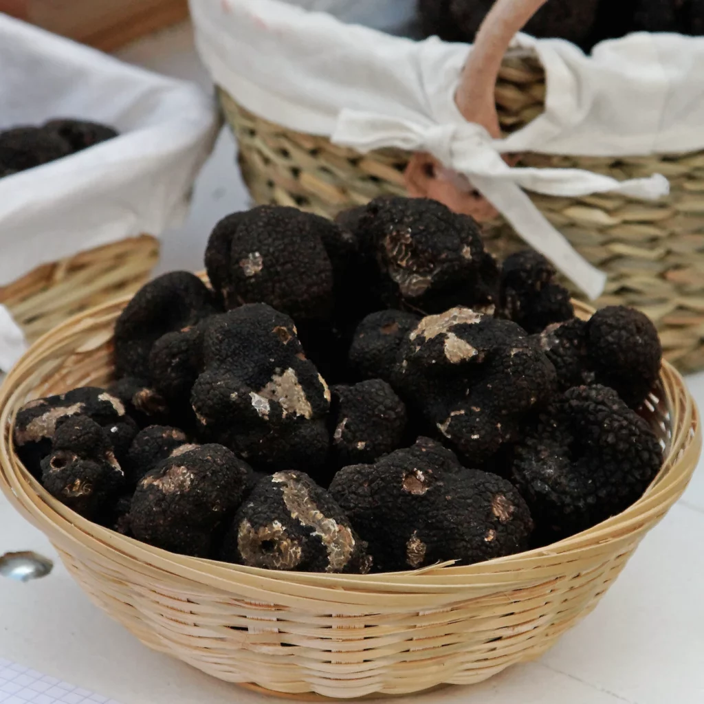 Dégustation de truffes en Dordogne