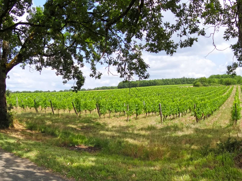 vignoble Thézac-Perricard 