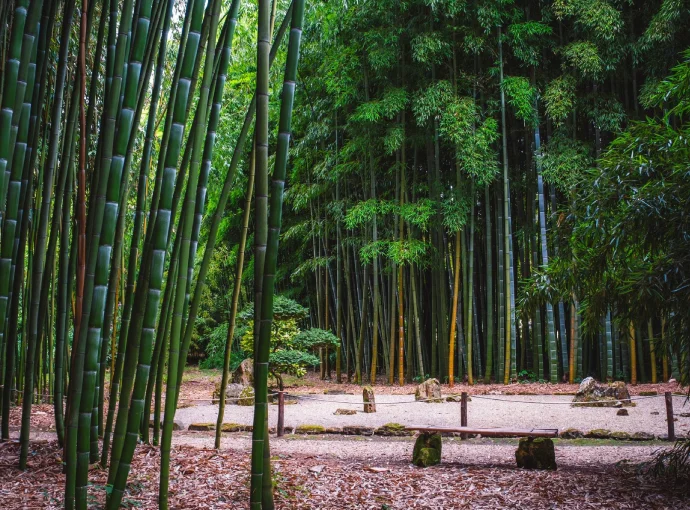 bambous de planbuisson