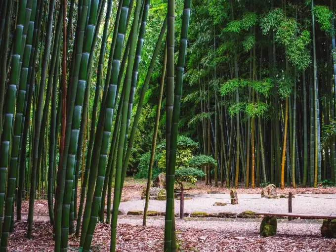 jardin de bambou à Planbuisson