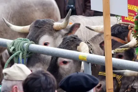 fête des boeufs de Bzas
