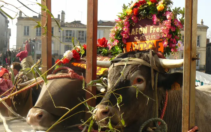 Fête des boeufs gras de Bazas