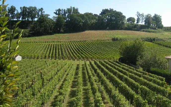 Vignobles du Médoc