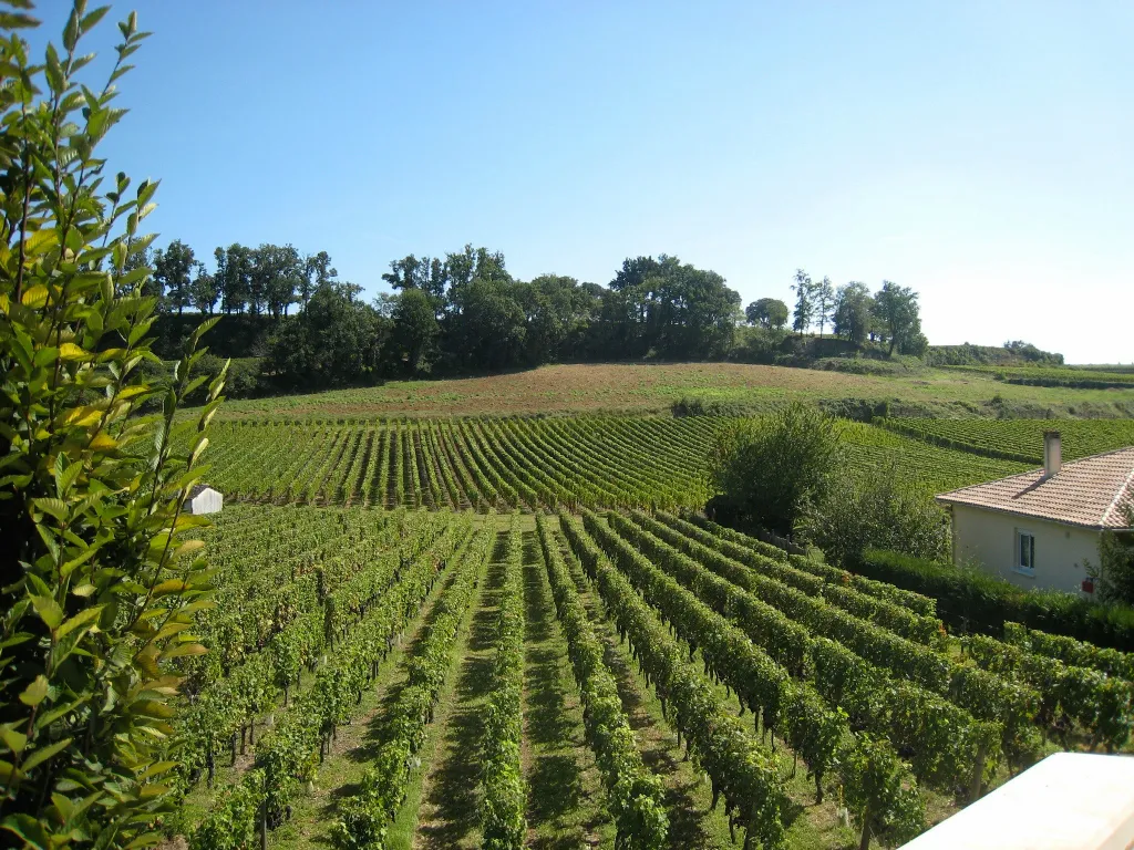 vignobles dans le Médoc