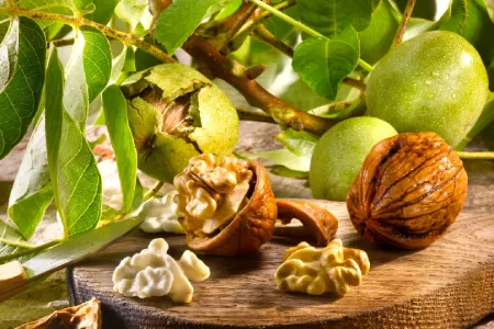 noix du Périgord AOP