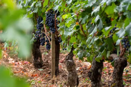 vignoble bordelais