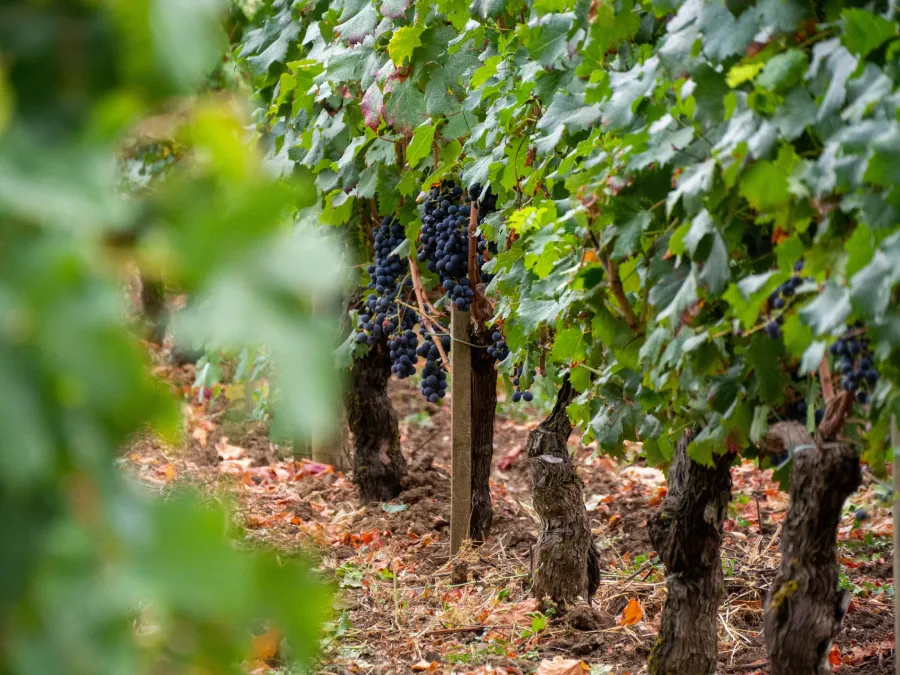 Vignoble bordelais