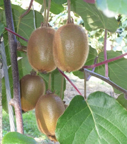 kiwis de l'Adour