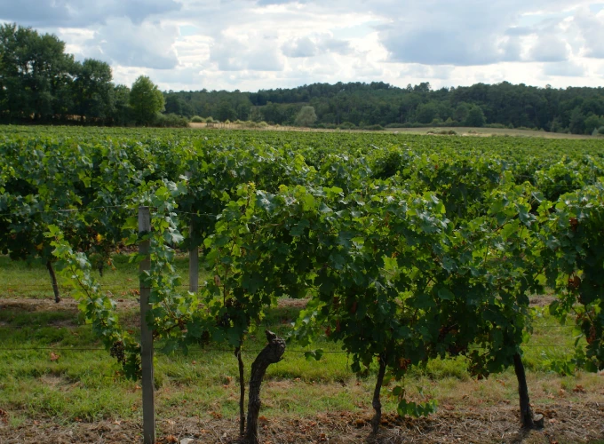 Vignoble IGP Agenais