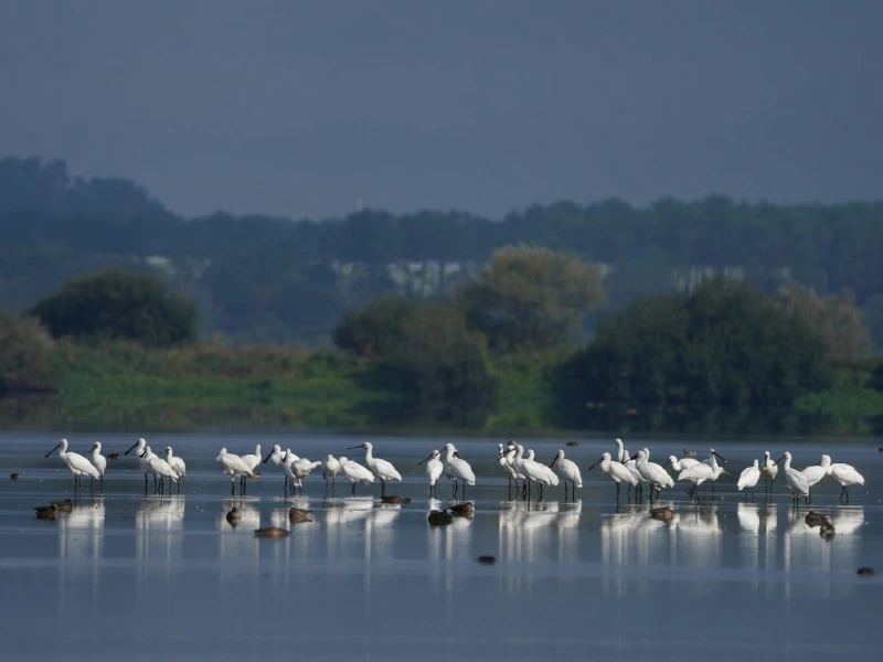 spatules blanches sur le marais d'orx.